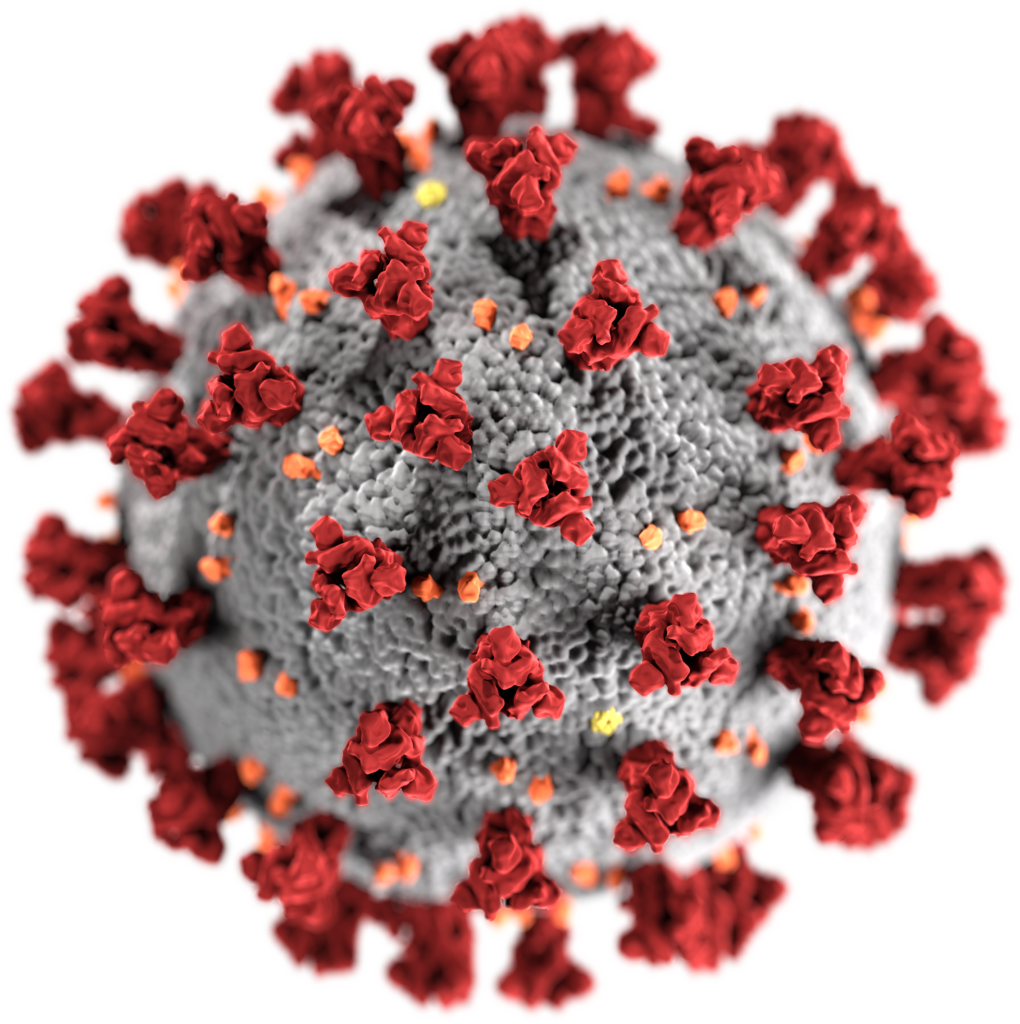 Artistic representation of the coronavirus, showing the protein spikes in red, that decorate the surface of the virus.