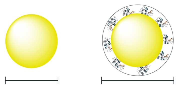 Cartoon of the nanoparticle and the nanoparticles in case of protein adsorbed onto its surface. which results in increasing the overall size of the nanoparticle.