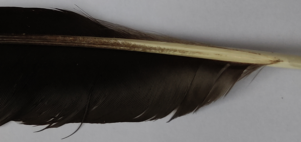Detail of a crow feather